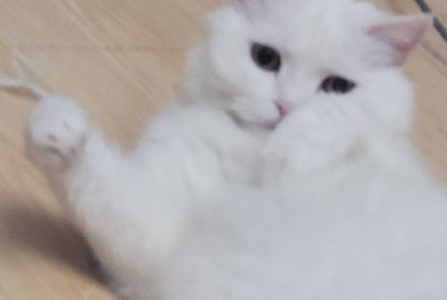 yundoufu pfp